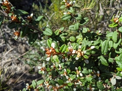 Spyridium gunnii