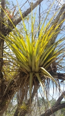 Tillandsia
