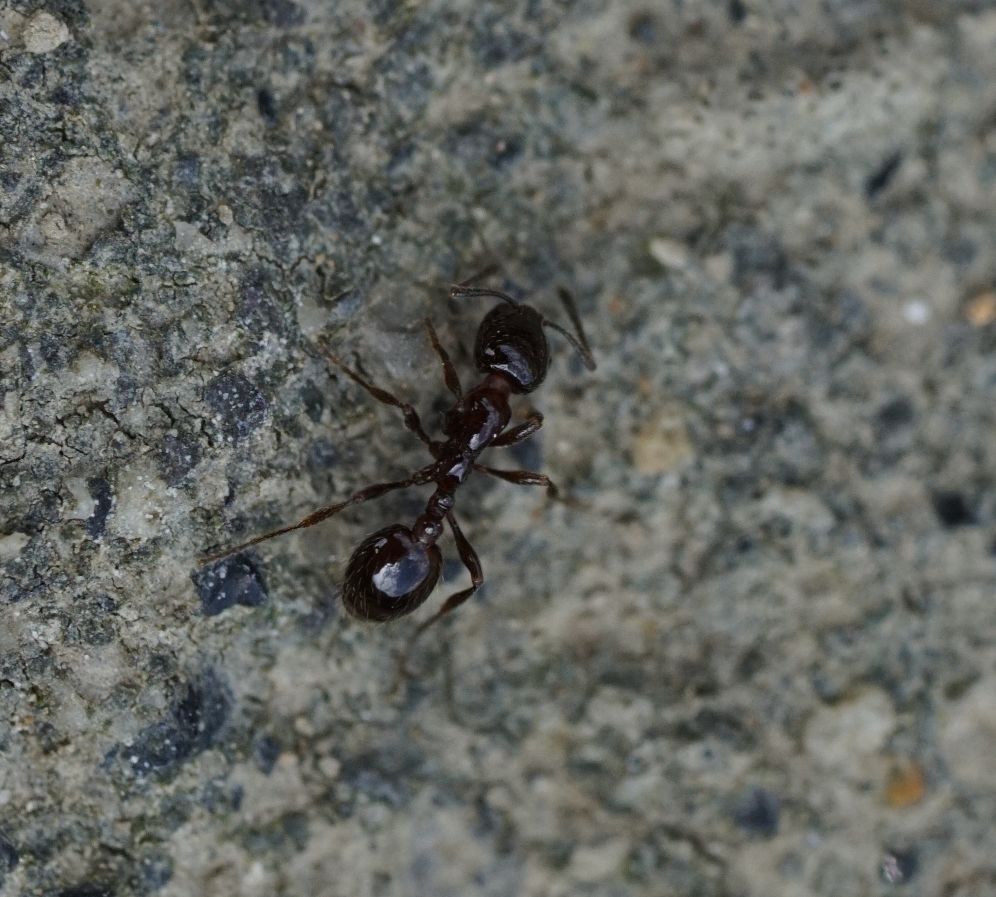 Chelaner antarcticus