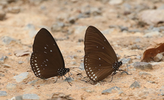 Euploea sylvester
