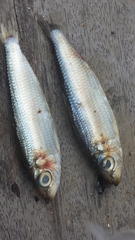 Actinopterygii