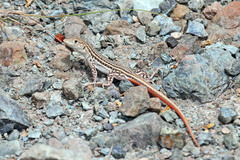 Acanthodactylus schreiberi