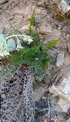 Cheilanthes parviloba