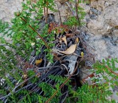 Cheilanthes parviloba