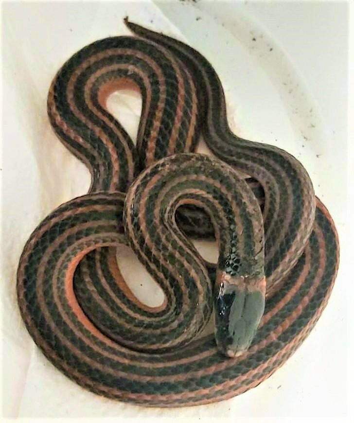 Reinhardt's Snake-Eater photo 3