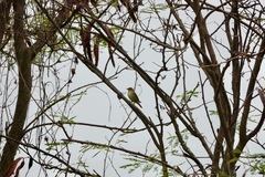 Phylloscopus borealis