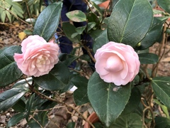 Camellia