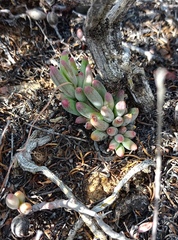 Crassothonna capensis