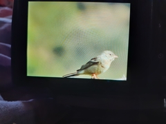 Emberizidae