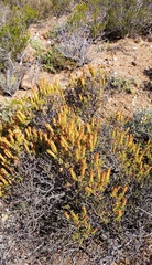 Pteronia hutchinsoniana