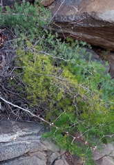 Asparagus racemosus