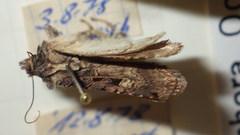 Opigena polygona