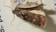 Opigena polygona