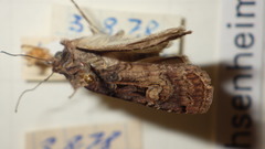 Opigena polygona