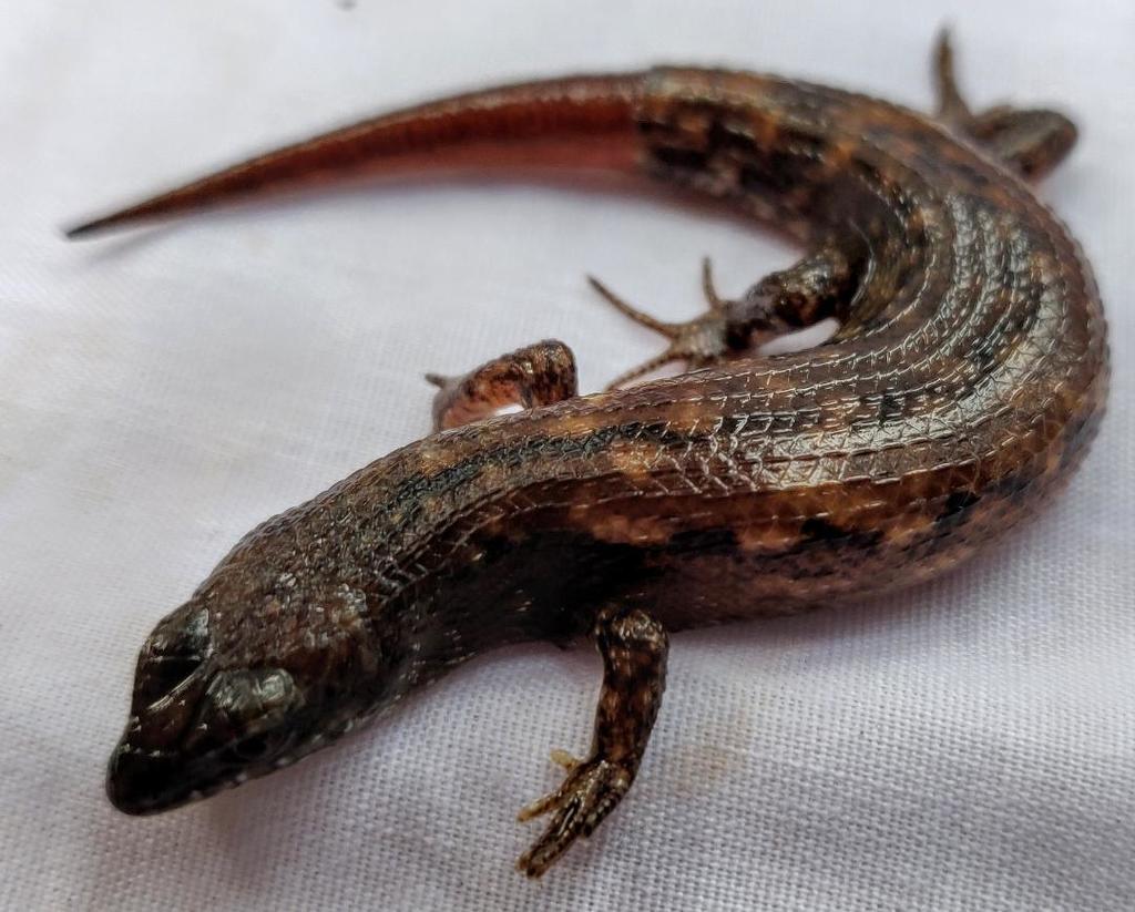 Greer's Earless Skink from Kloto, Togo on November 11, 2020 at 09:32 AM ...