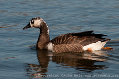 Anser anser × Branta canadensis