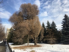 Ulmus × androssowii