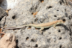 Acanthodactylus schreiberi