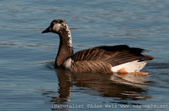 Anser anser × Branta canadensis