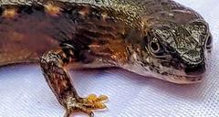 Cophoscincopus greeri