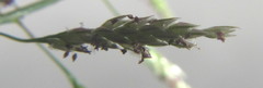 Sporobolus nitens
