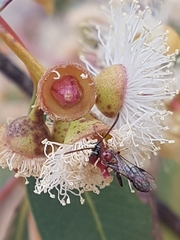 Labeninae