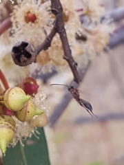 Labeninae