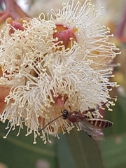 Labeninae