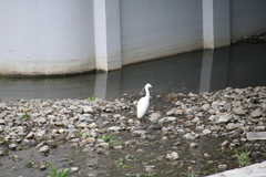 Egretta garzetta