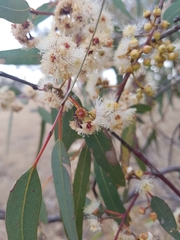 Labeninae