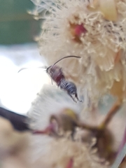 Labeninae