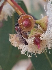 Labeninae