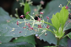 Aucuba japonica
