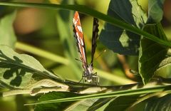 Neptis hylas luculenta