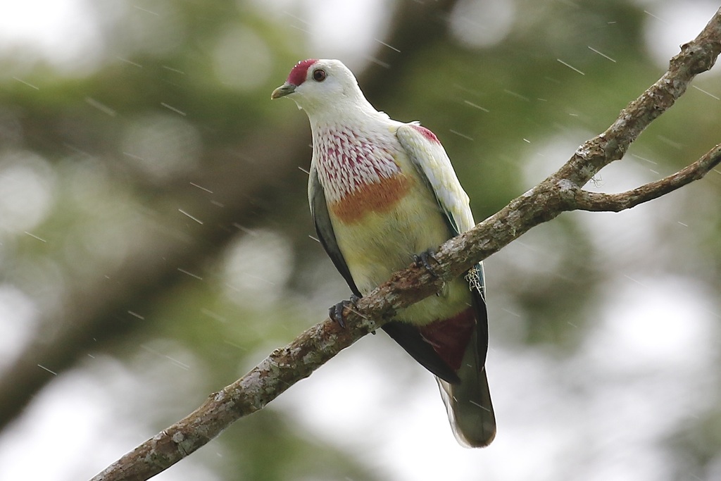 Many-colored Fruit-Dove photo
