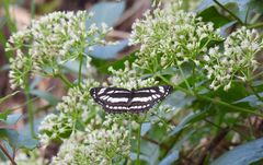 Neptis hylas luculenta