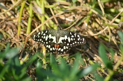 Papilio demoleus