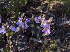 Euphrasia amplidens