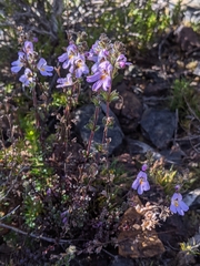 Euphrasia amplidens