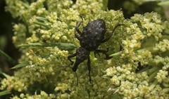 Hadramphus spinipennis