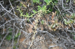 Crassula hemisphaerica