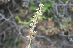 Crassula hemisphaerica