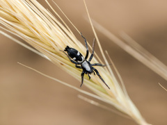 Aphantaulax trifasciata