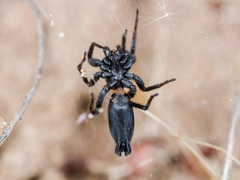 Aphantaulax trifasciata
