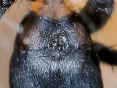 Aphantaulax trifasciata