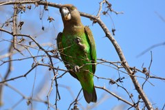 Poicephalus cryptoxanthus cryptoxanthus