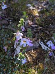 Euphrasia amplidens