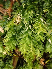 Plagiothecium curvifolium
