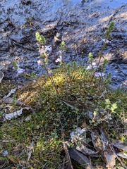 Euphrasia amplidens