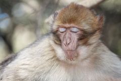 Macaca sylvanus